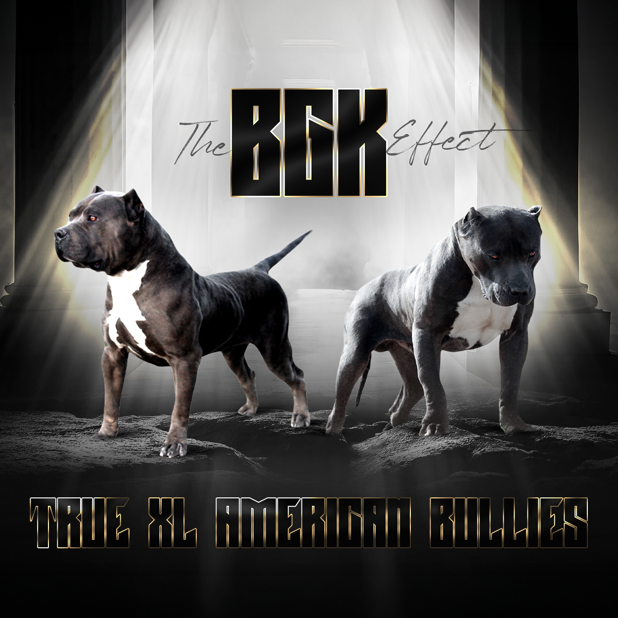 BGK male XXL Pitbull and XXL American Bully stud dogs from Big Gemini Kennels
