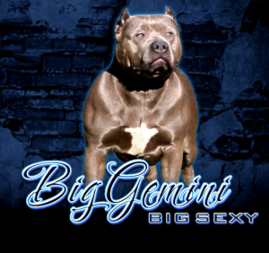 BGK's Big Sexy, a BGK XXL Bully
