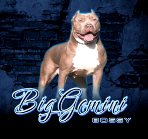 BGK's Bossy, a BGK XXL Bully