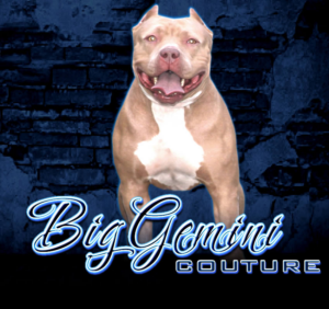 BGK's Couture, a BGK XXL Bully