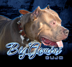 BGK's Cujo, a BGK XXL Bully