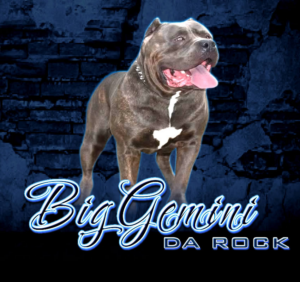 BGK's Da Rock, a BGK XXL Bully