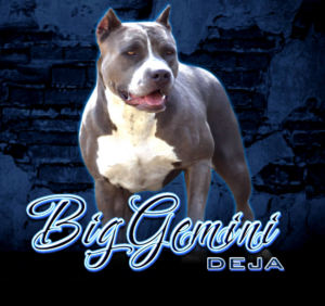 BGK's Deja, a BGK XXL Bully