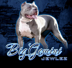 BGK's Jewlez, a BGK XXL Bully