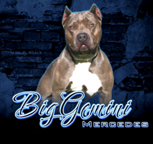 BGK's Mercedes, a BGK XXL Bully