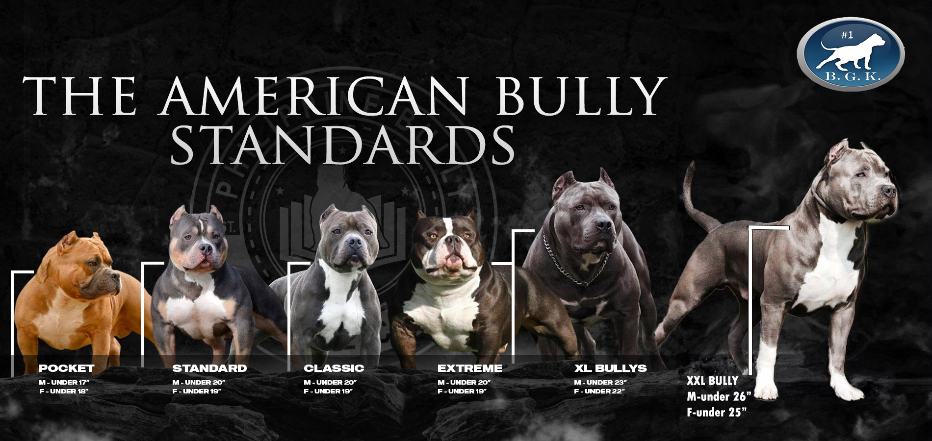 XXL Pitbulls and XL Bullies for sale from Big Gemini Kennels BGK bloodlines
