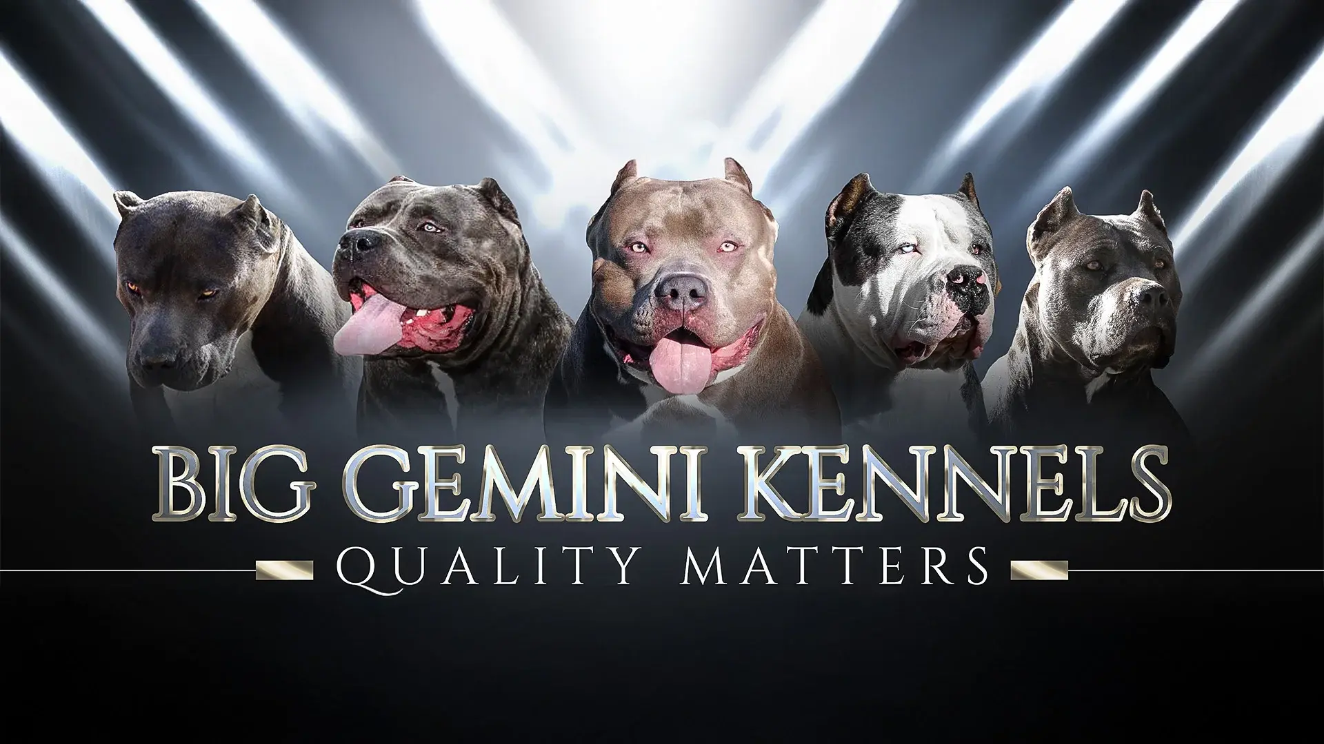 XL American Bully Pitbull dogs from the Big Gemini Kennels bloodline lineup