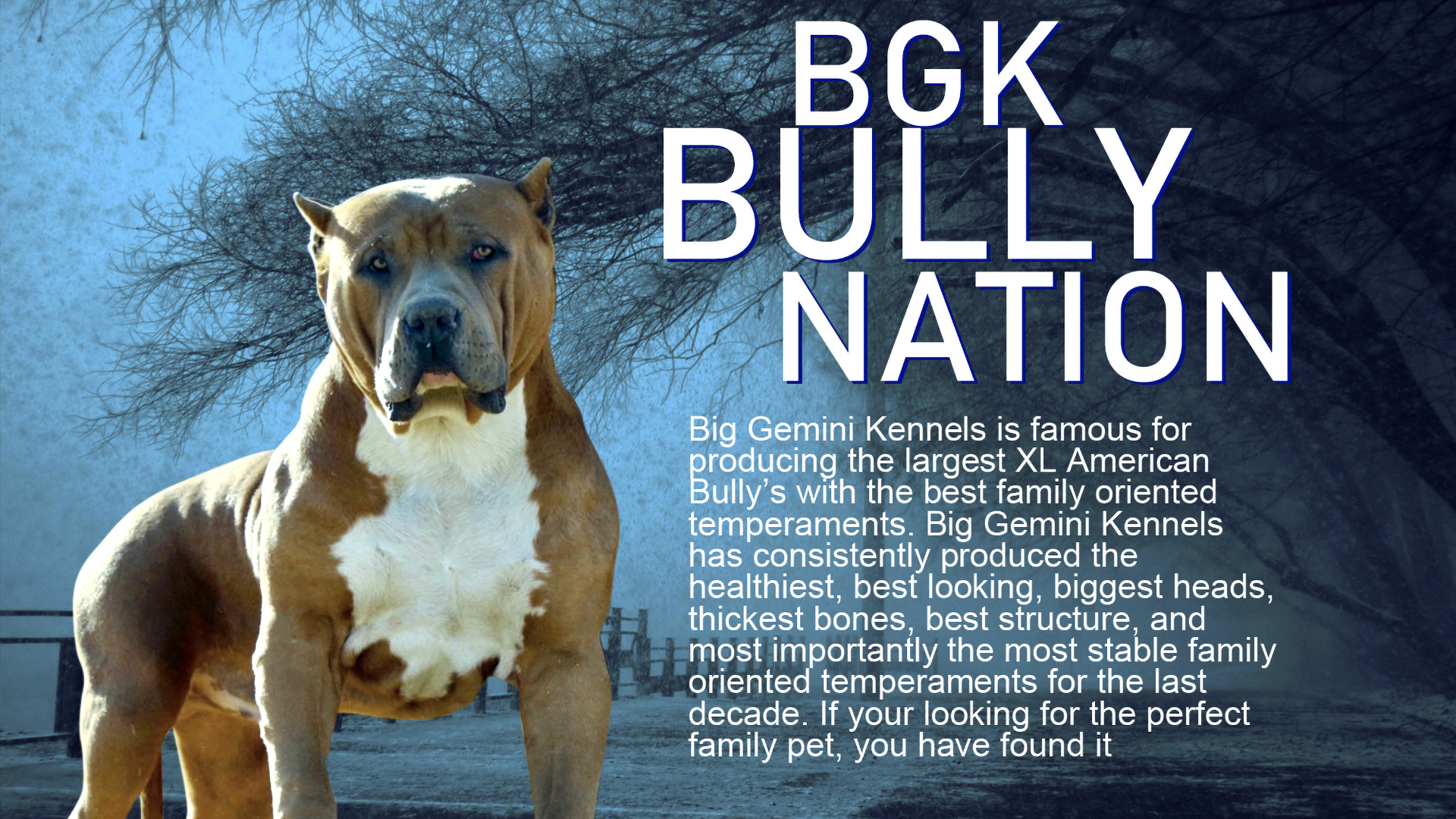 Big Gemini Kennels is famous for producing the largest American Bullies of all XXL Pitbull breeders