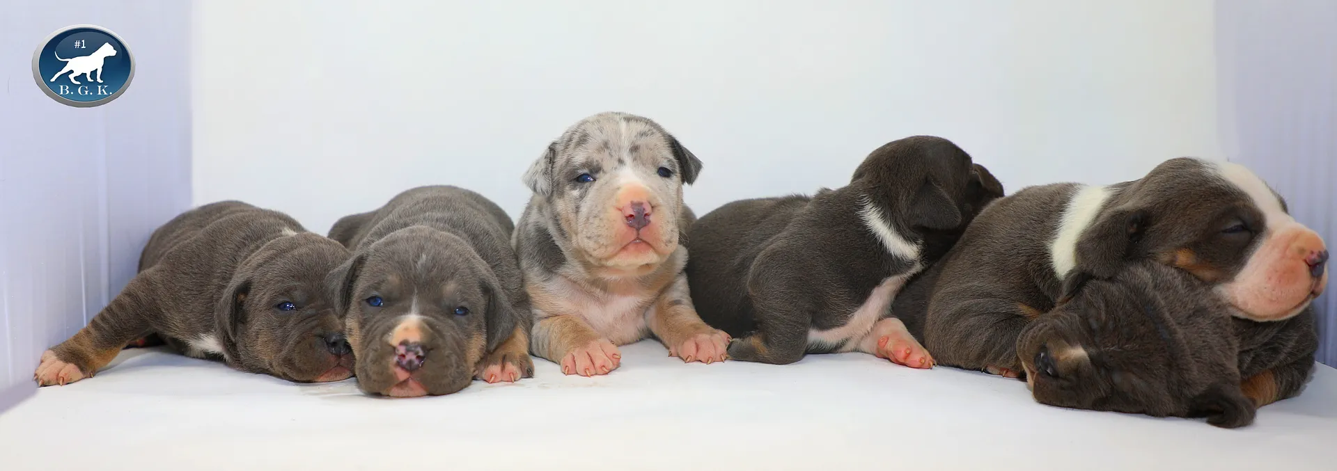 Blue tri, tricolor, blue merle, blue tri merle, lilac merle, and blue XL Bully Pitbull puppies
