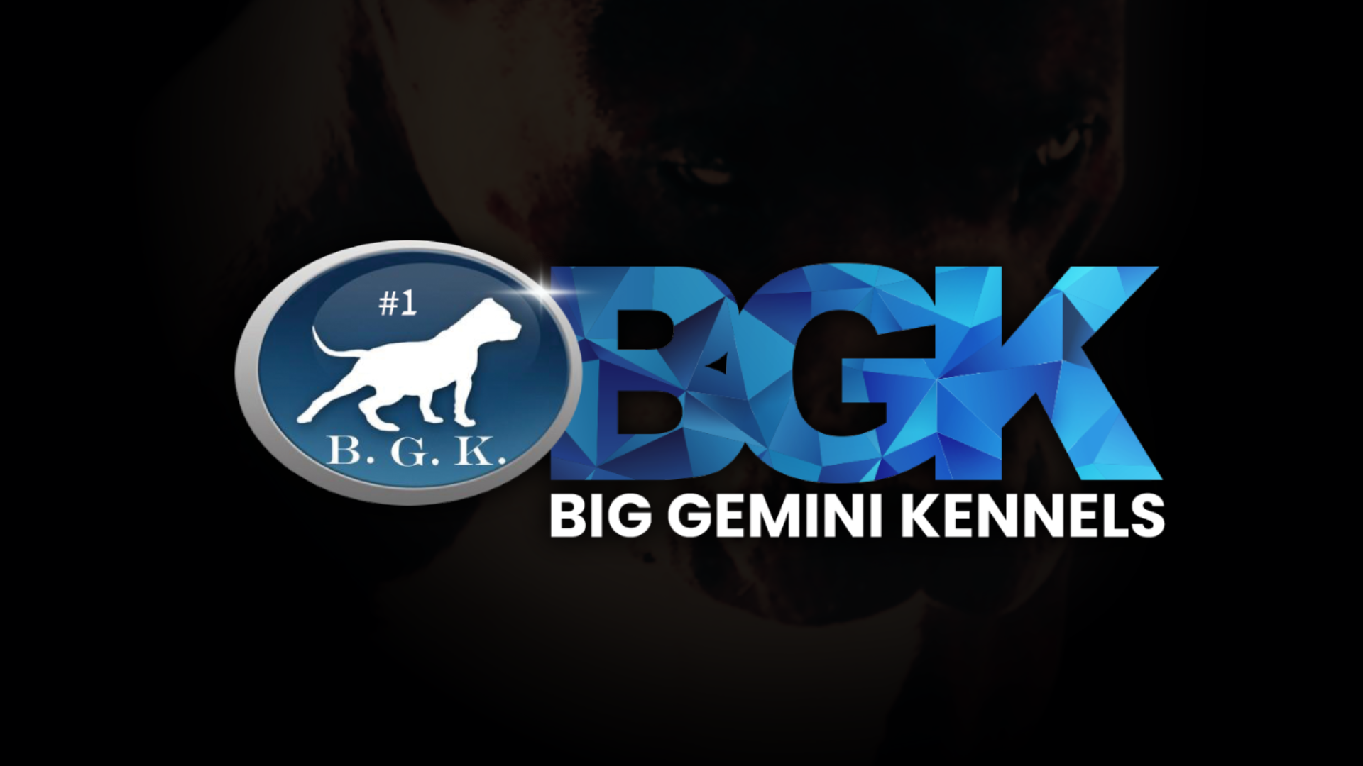 BGK Big Gemini Kennels of California, the number 1 XXL Pitbull and XXL Bully breeder
