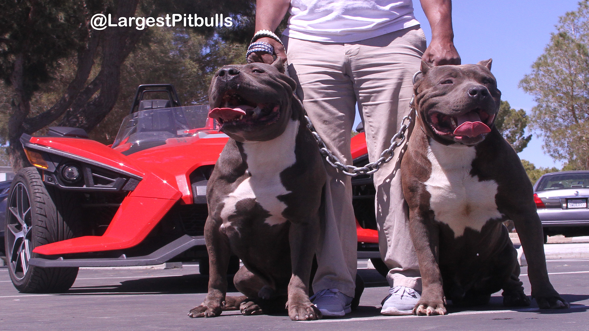 BGK's Picasso and BGK's Debo, XXL Blue Pitbulls from Big Gemini Kennels