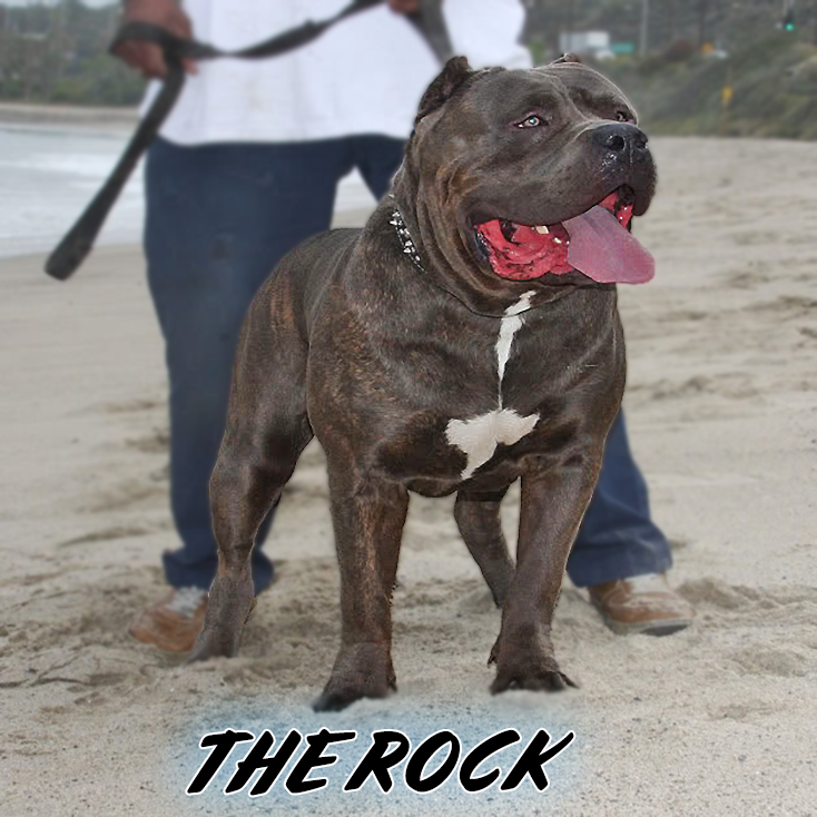 BGK's The Rock, Sunline's Gladiator Rock, the legendary XXL Pitbull foundation stud of Big Gemini Kennels