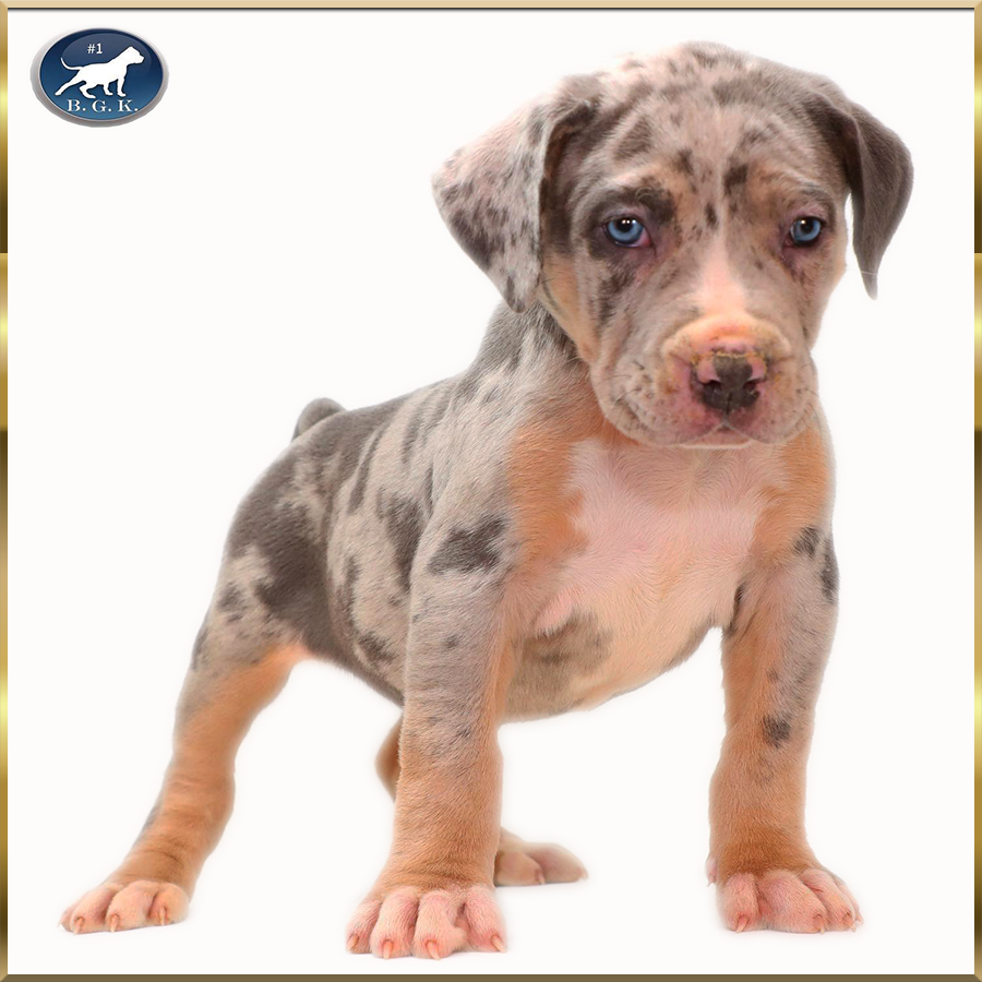Tri merle XXL Pitbull puppies from Big Gemini Kennels