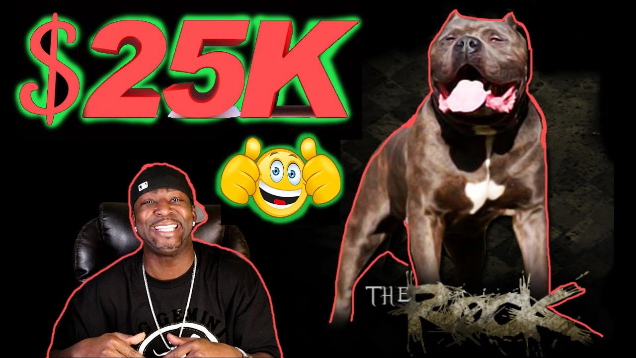 Big Gemini Kennels brand story video preview